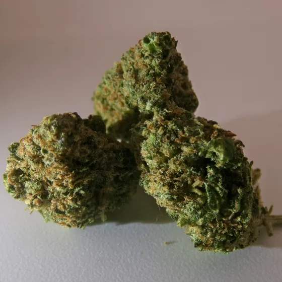 MS - Blueberry