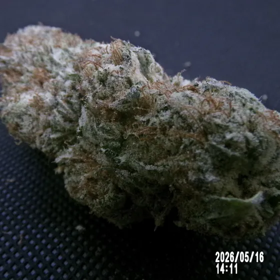 MS - White Banger