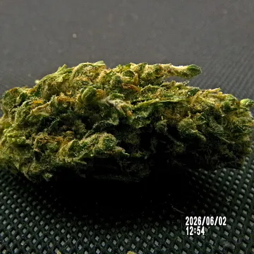 DC10 - Jungle Cake