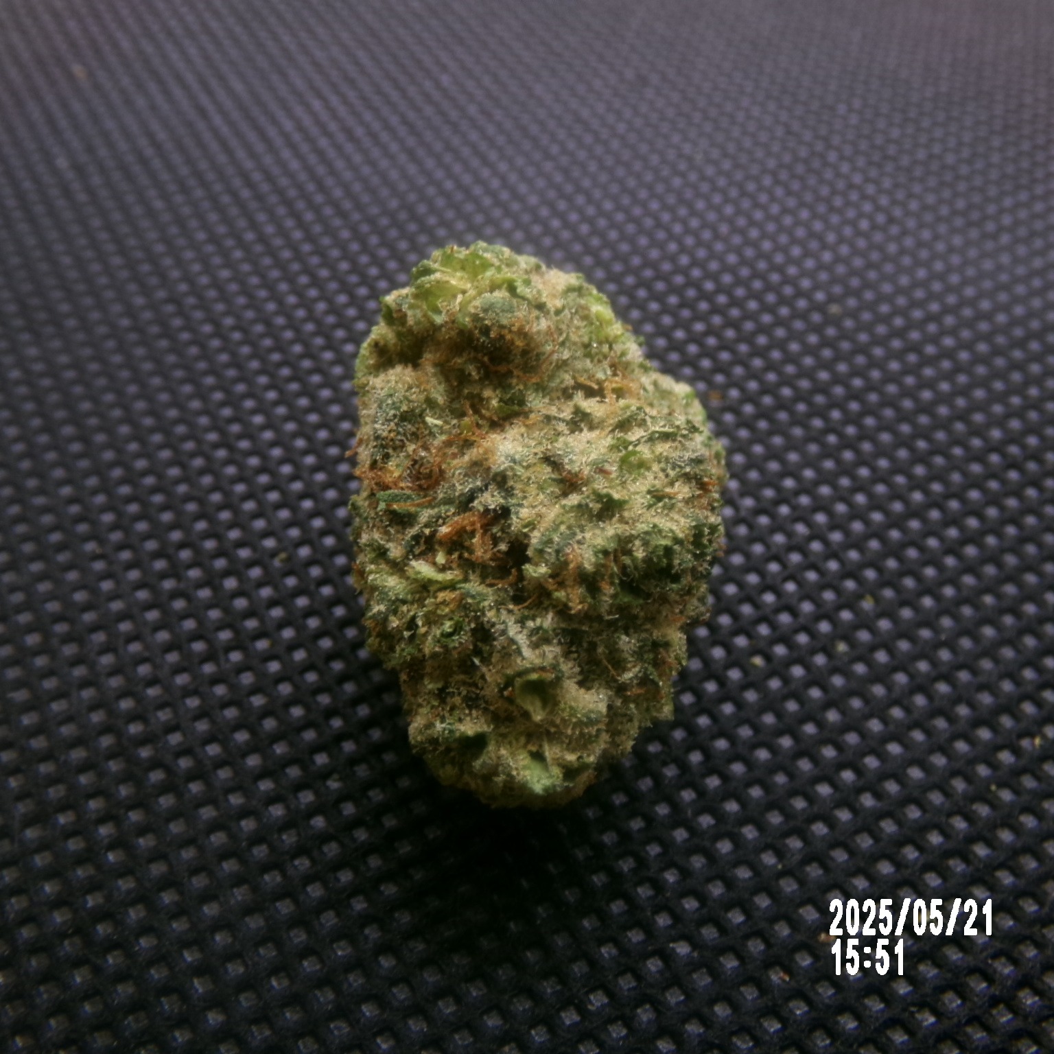 MS - Bubble gum