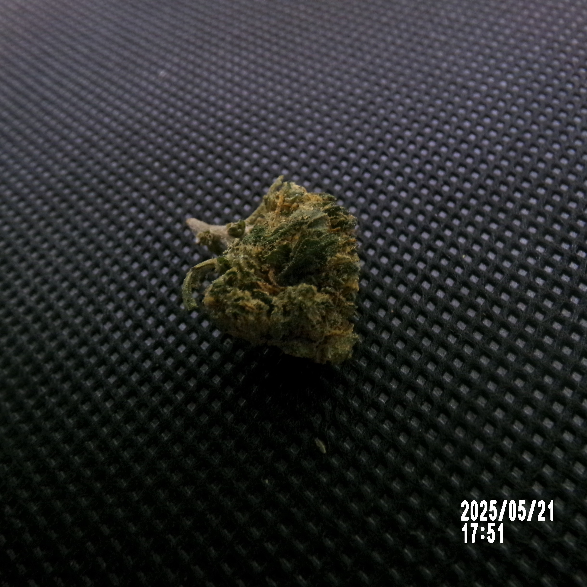 SB - Sweet cherry