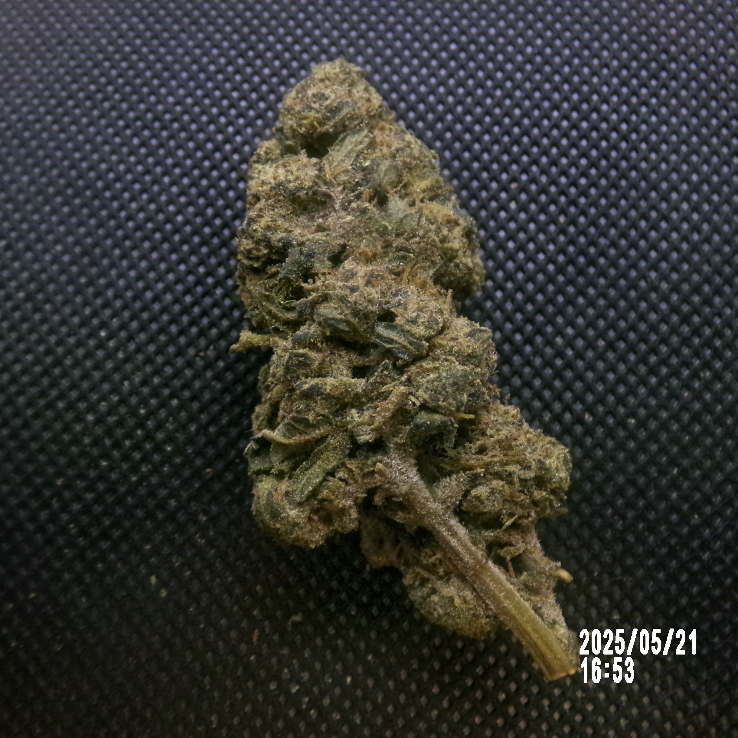 FTS - Alien cookie