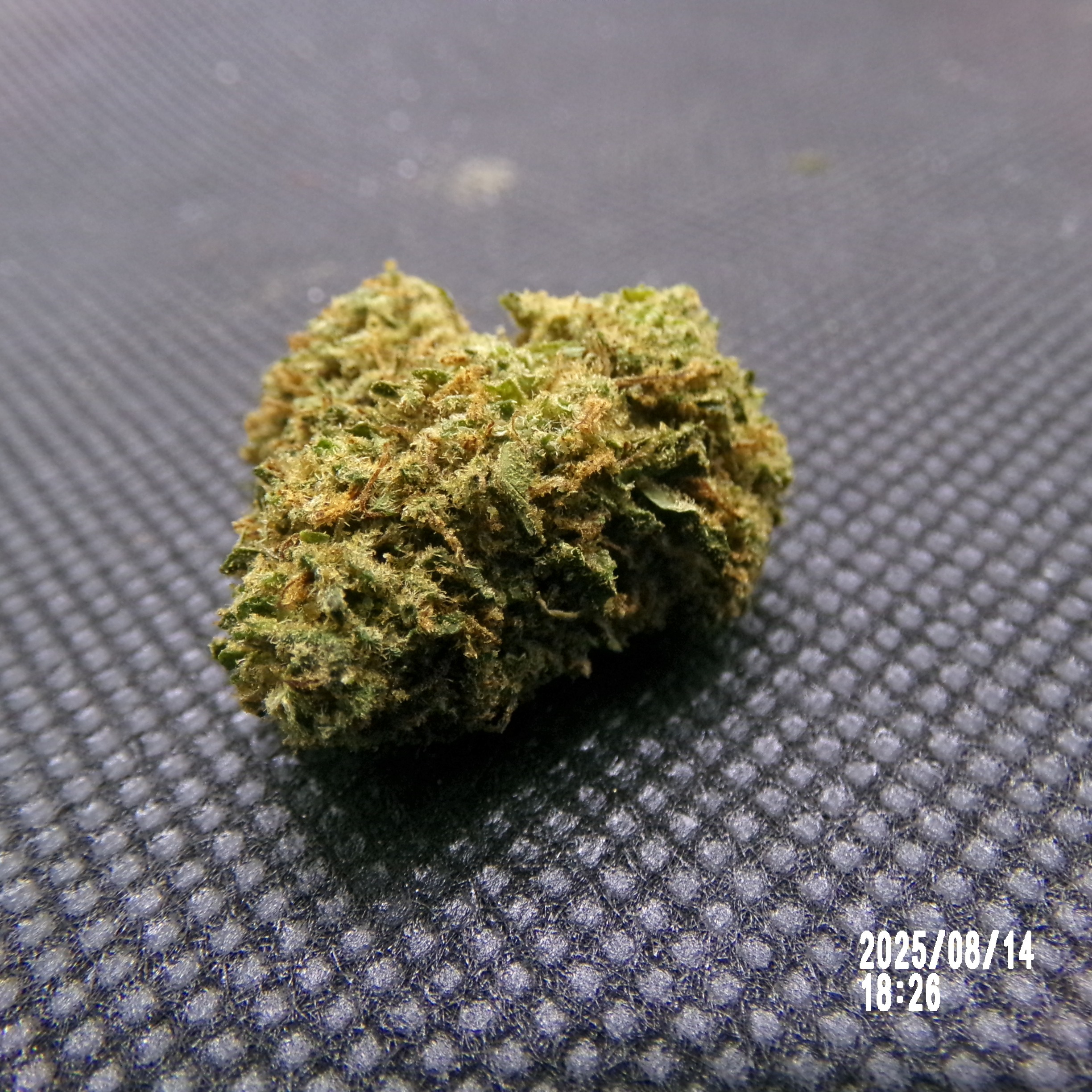 SB - Gorilla mandarine