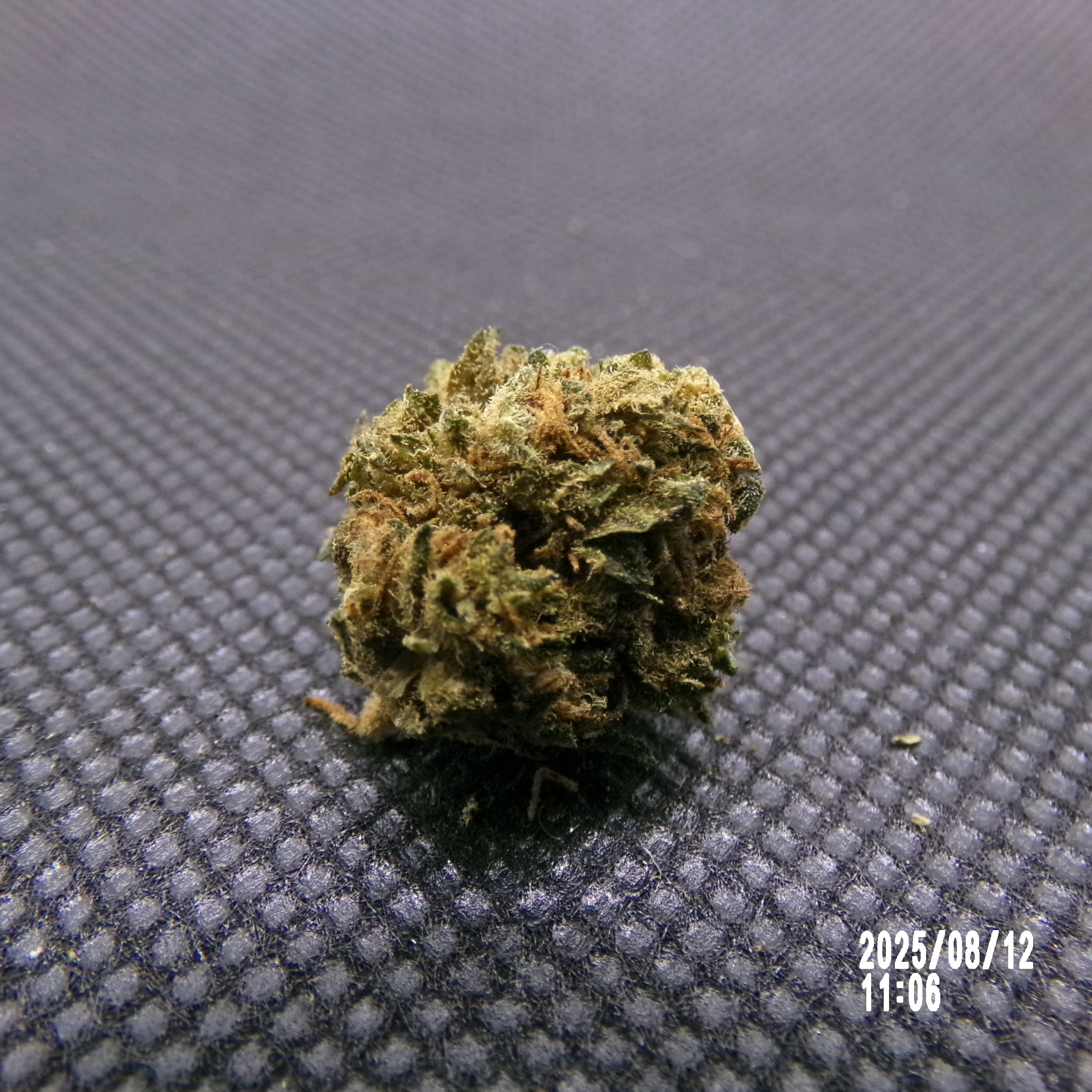 SB - Cannatonic