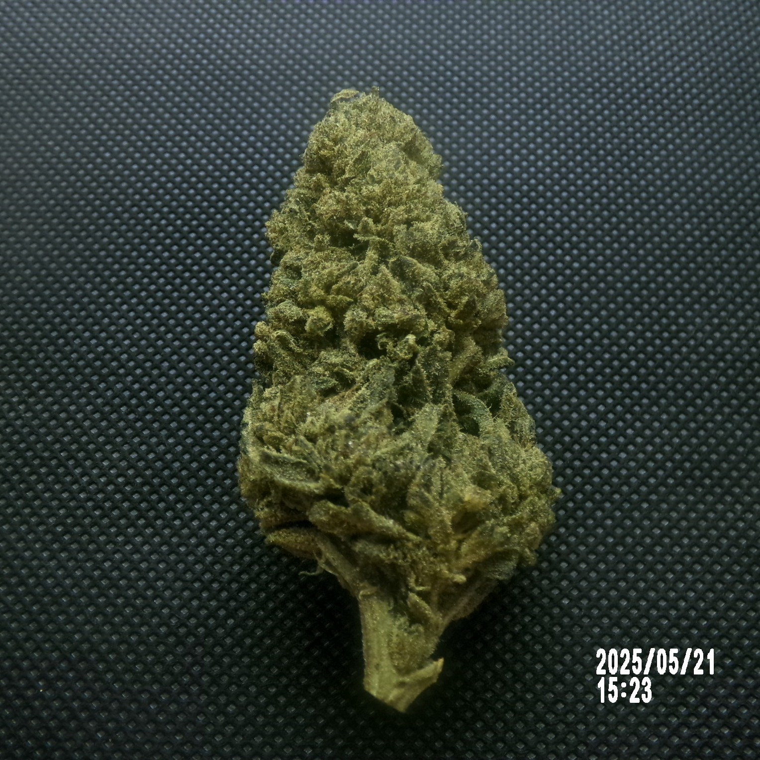 FTS - Gorilla Glue
